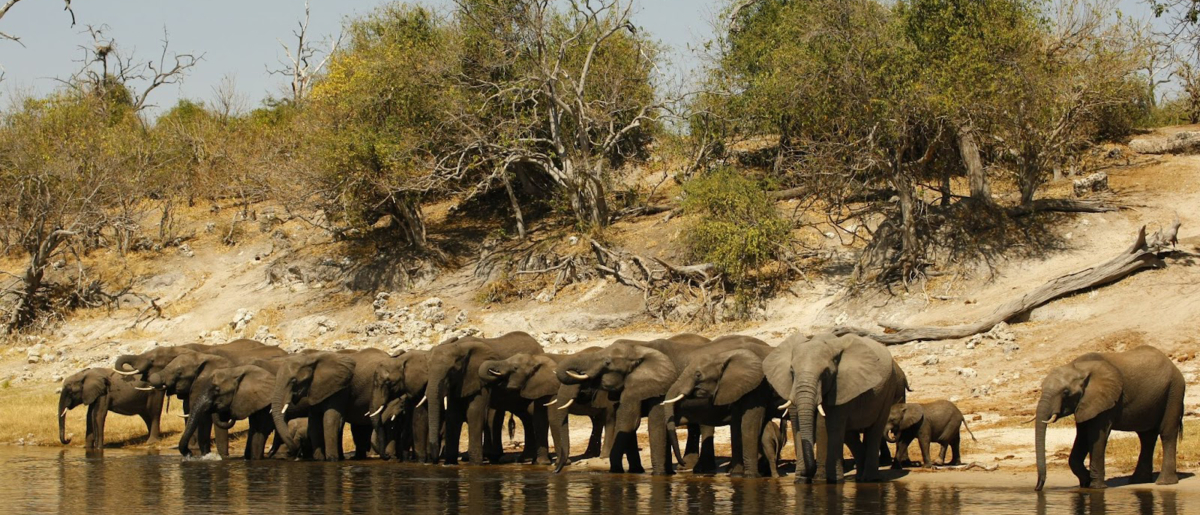 Web Machaba Botswana Ngoma Safari Lodge Elephants Drinking At River Web Machaba Botswana Ngoma Safari Lodge Elephants Drinking At River