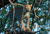 Machaba Safaris Web Kiri Camp Highlights Predators Machaba Safaris Web Kiri Camp Highlights Predators