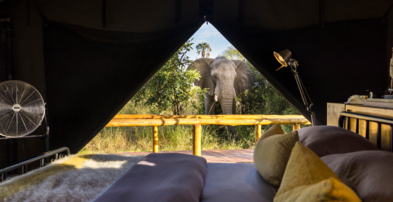 Machaba Safaris Web Botswana Gomoti Camp Gallery Room Wildlife From Tent Machaba Safaris Web Botswana Gomoti Camp Gallery Room Wildlife From Tent