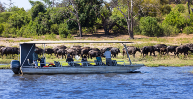 Machaba Safaris Web Ngoma Lodge Activities Boat Cruise Wildlife Machaba Safaris Web Ngoma Lodge Activities Boat Cruise Wildlife