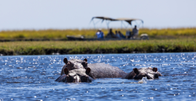 Machaba Safaris Web Ngoma Lodge Activities Boat Cruise Hippos Machaba Safaris Web Ngoma Lodge Activities Boat Cruise Hippos